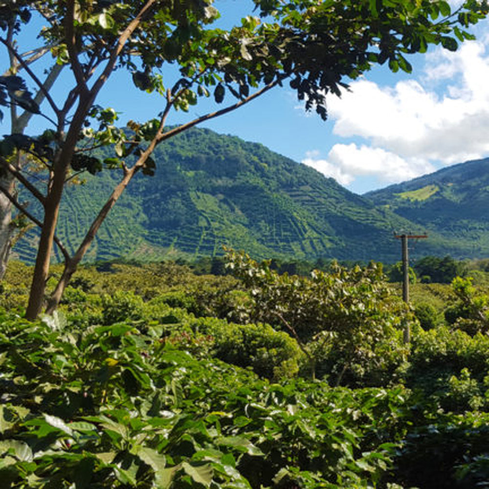 Redber, EL SALVADOR SAN ERNESTO (Honey Method) Green Coffee Beans, Redber Coffee