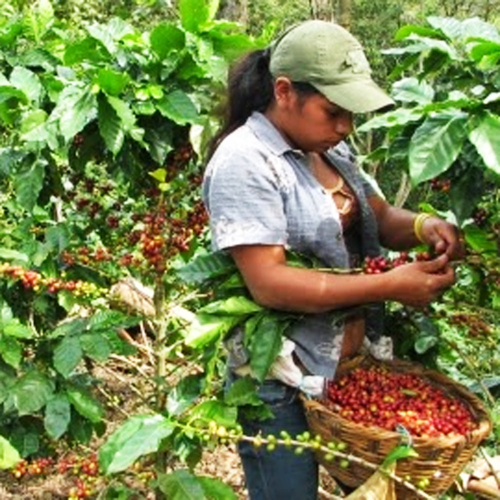 Redber, EL SALVADOR SAN ERNESTO (HONEY METHOD) - Dark Roast Coffee, Redber Coffee