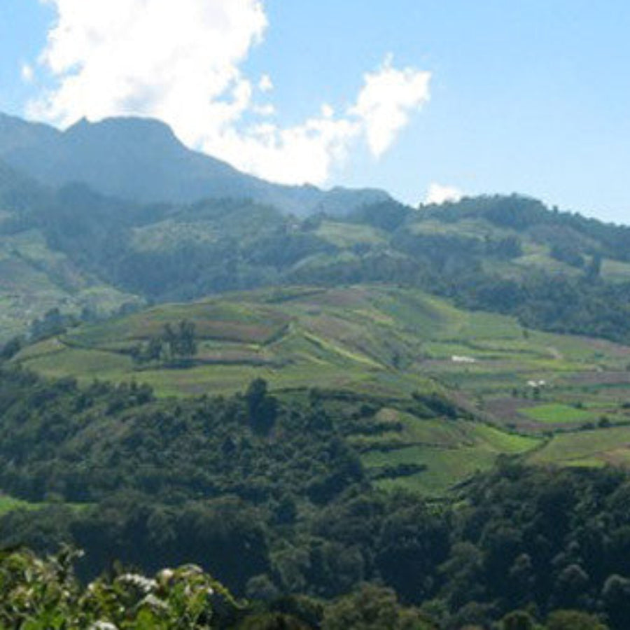 Redber, COLOMBIA FINCA SOFIA 19 - Green Coffee Beans, Redber Coffee