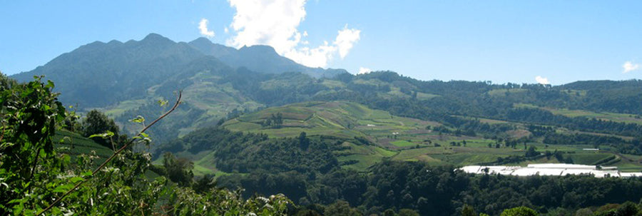 Redber, COLOMBIA FINCA SOFIA 19 - Green Coffee Beans, Redber Coffee