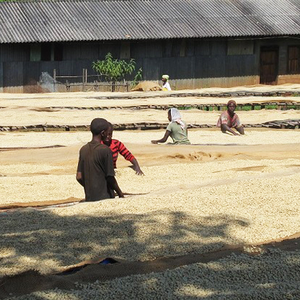 Redber, ETHIOPIAN SIDAMO GR. 2 - Medium-Dark Roast Coffee Auto renew, Redber Coffee