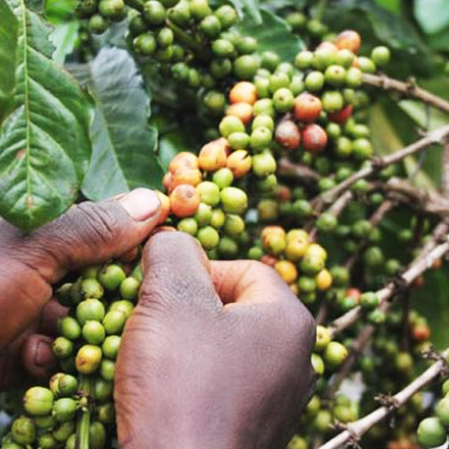 Redber, ETHIOPIA SIDAMO GR. 2- Medium Roast Coffee, Redber Coffee