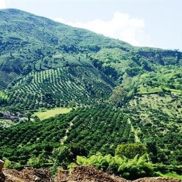 Redber, COLOMBIA FINCA SOFIA 19 - Green Coffee Beans, Redber Coffee