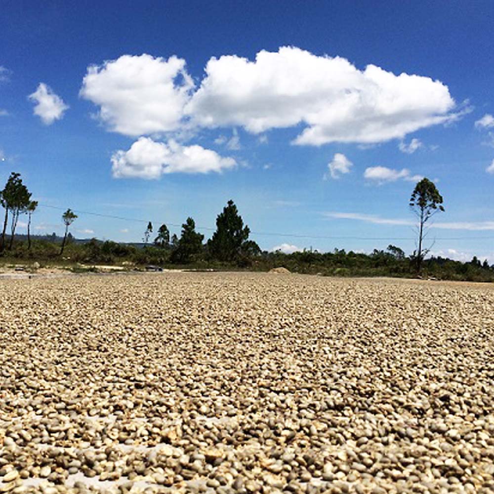 Redber, EL SALVADOR DIAMANTE - Medium Roast Coffee, Redber Coffee