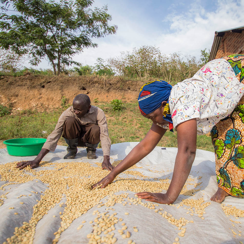 Redber, UGANDA RWENZORI KISINGA NATURAL - Green Coffee Beans, Redber Coffee